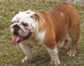 Bulldog Inglês